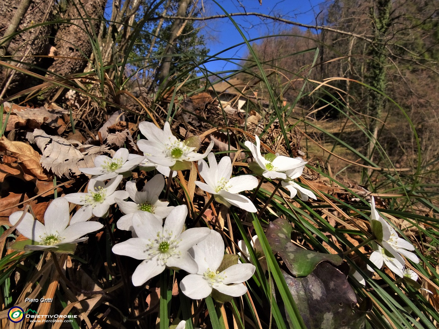 31 Anemoides nemorosa (Anemone dei boschi) alla Ca' Fenii.JPG